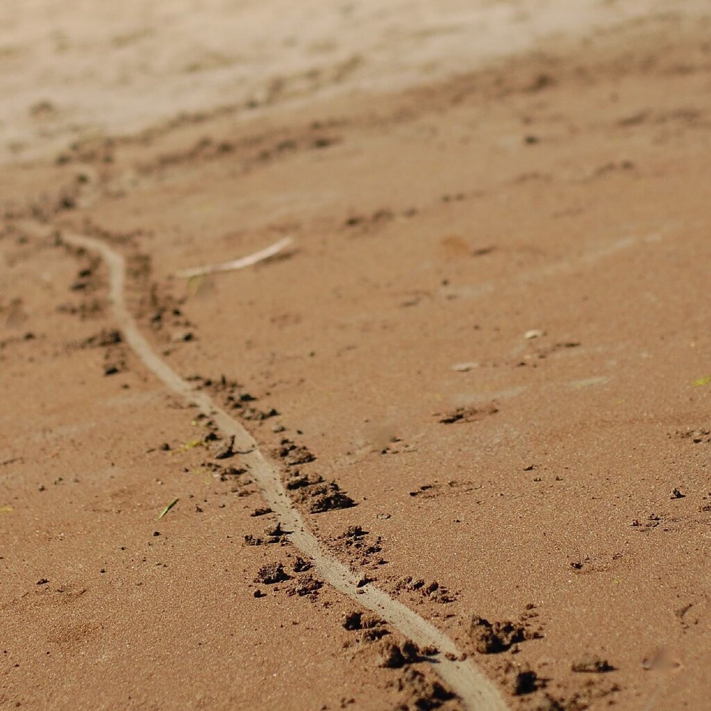 Photo of a line in the sand