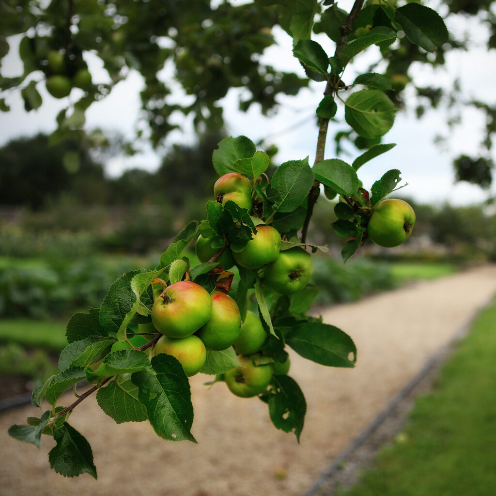 Photo of some low hanging fruit