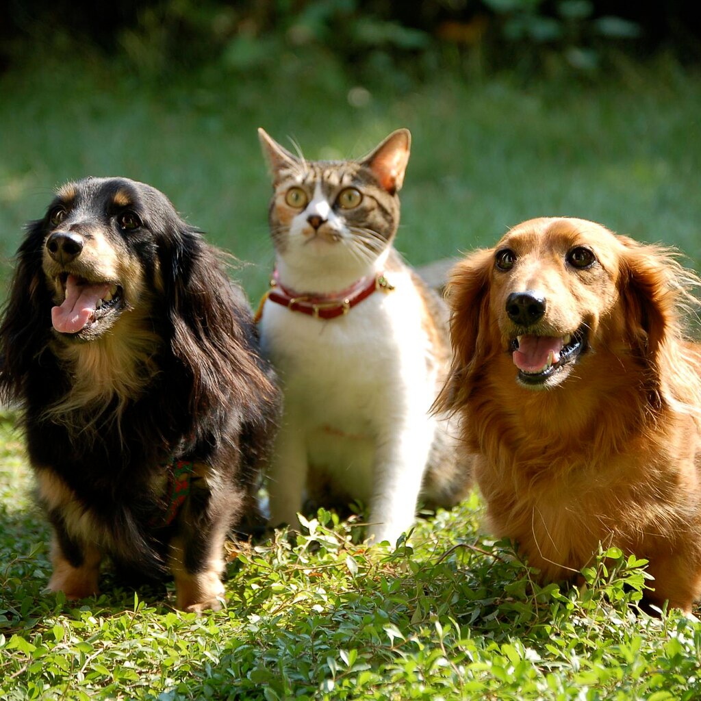 Photo of a cat between two dogs