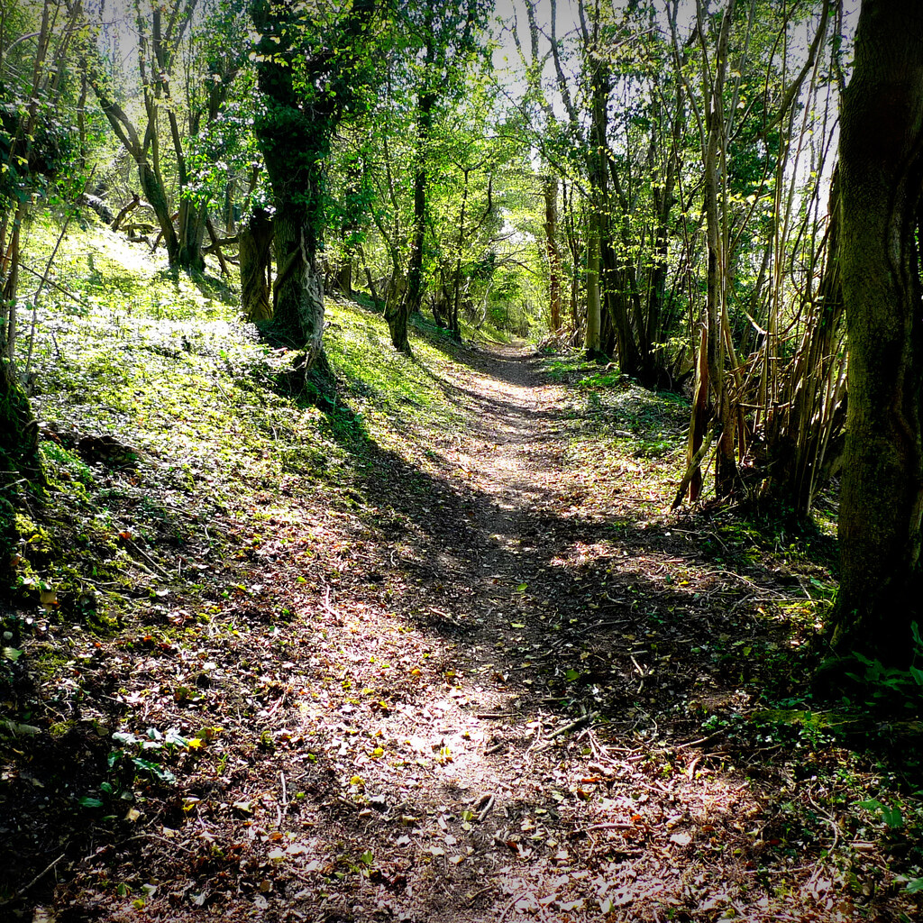 Photo of a path in the woods