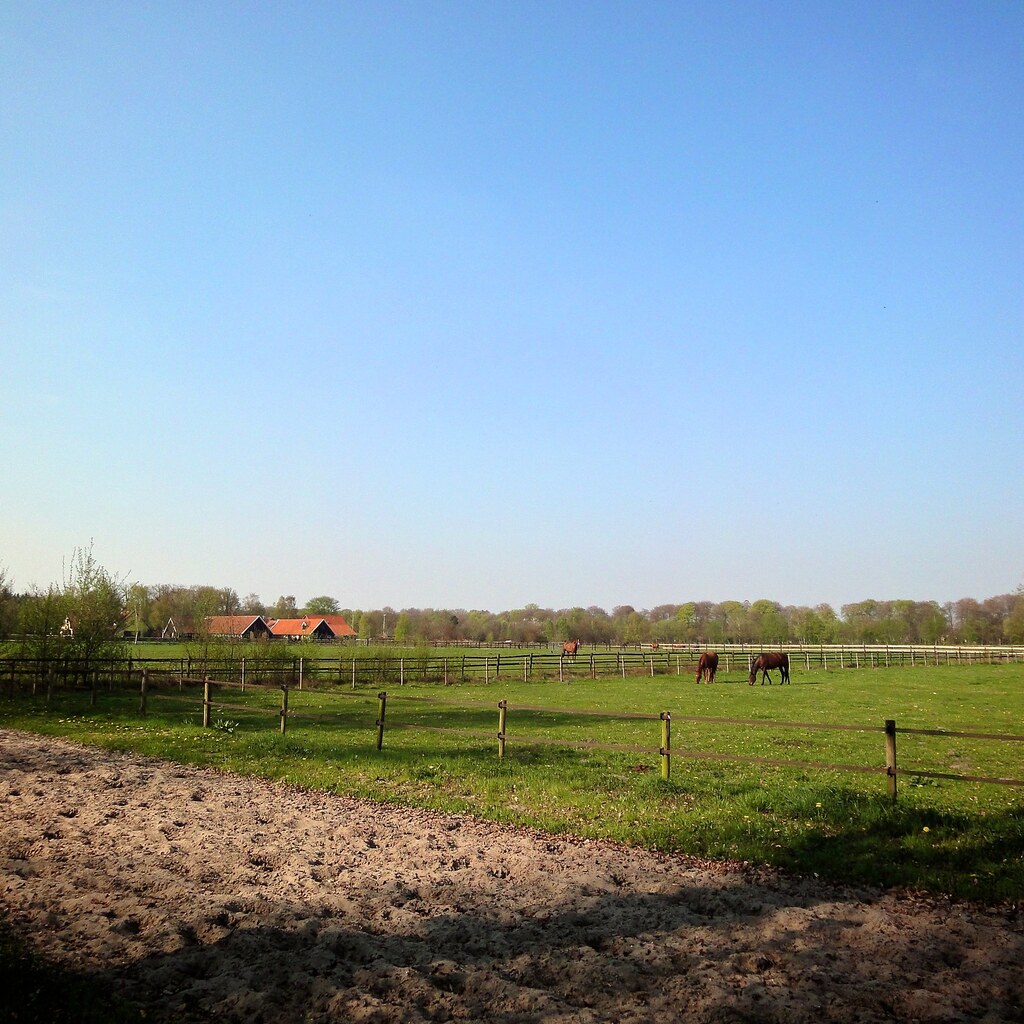 Photo of a paddock under clear skies