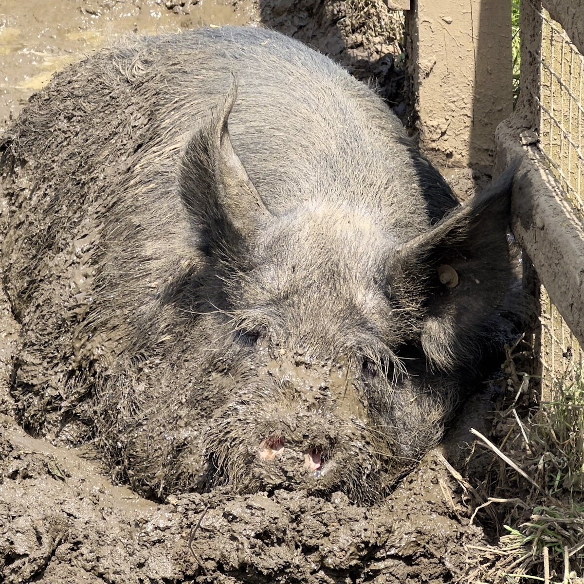 Photo of a pig in mud