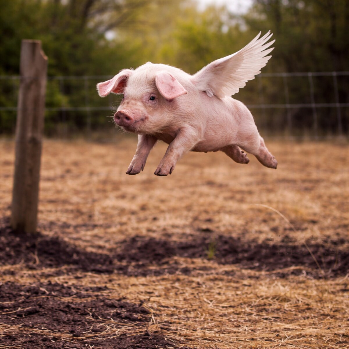 Generated image of a flying pig