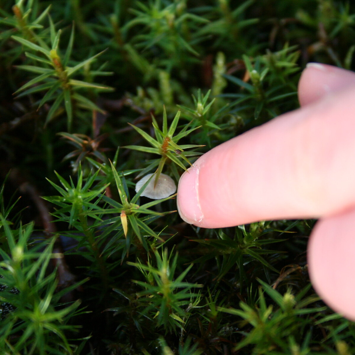Photo of a child touching a mushroom