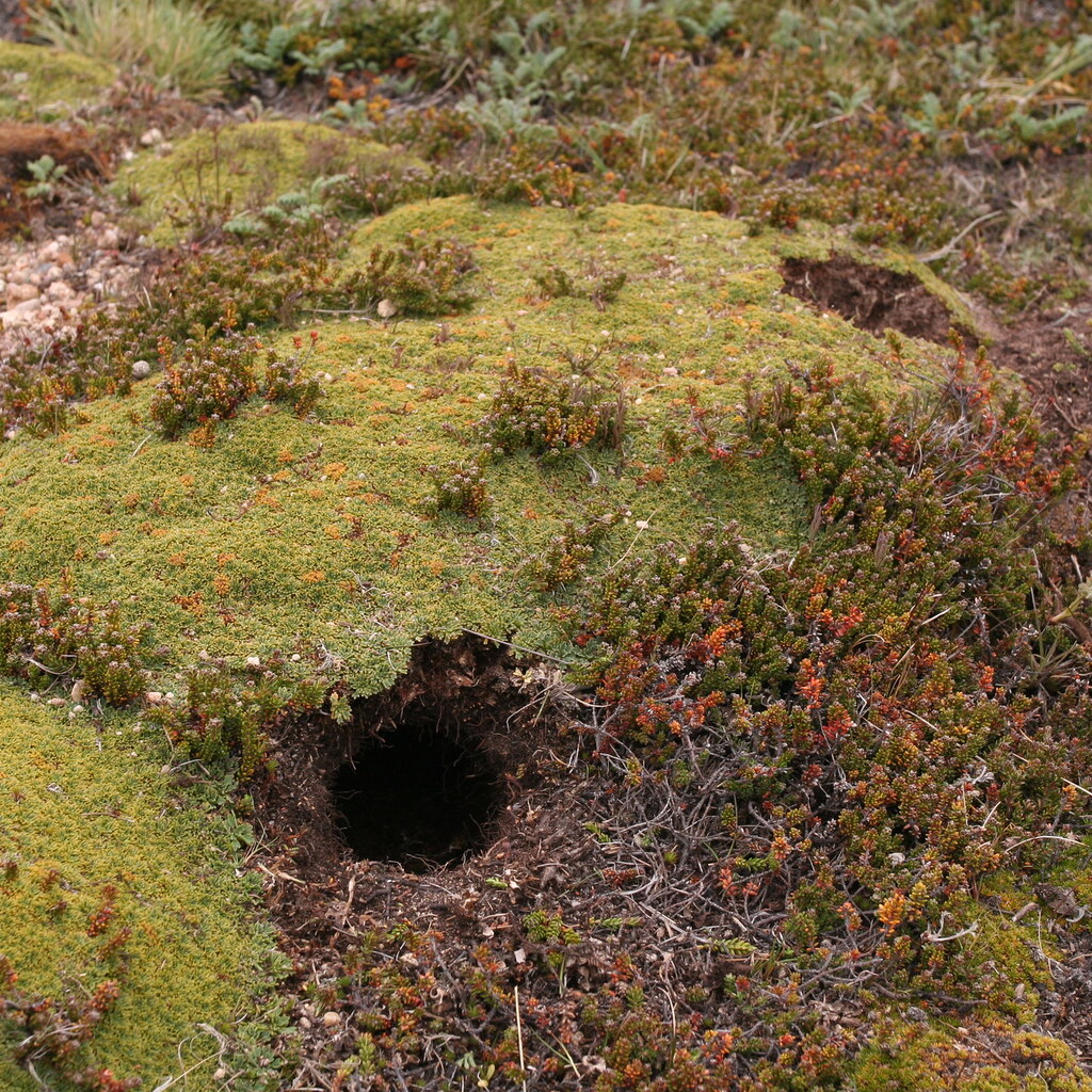 Photo of a rabbit hole