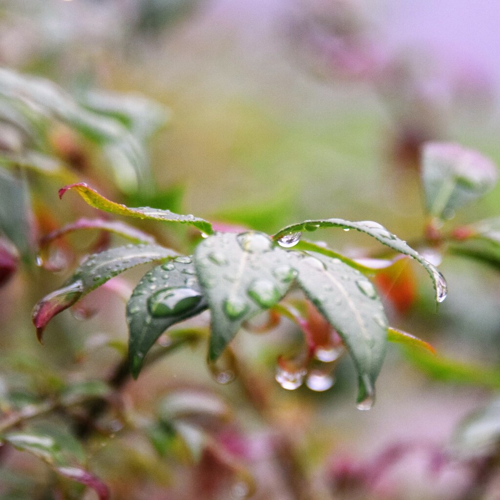Photo of raindrops on leaves