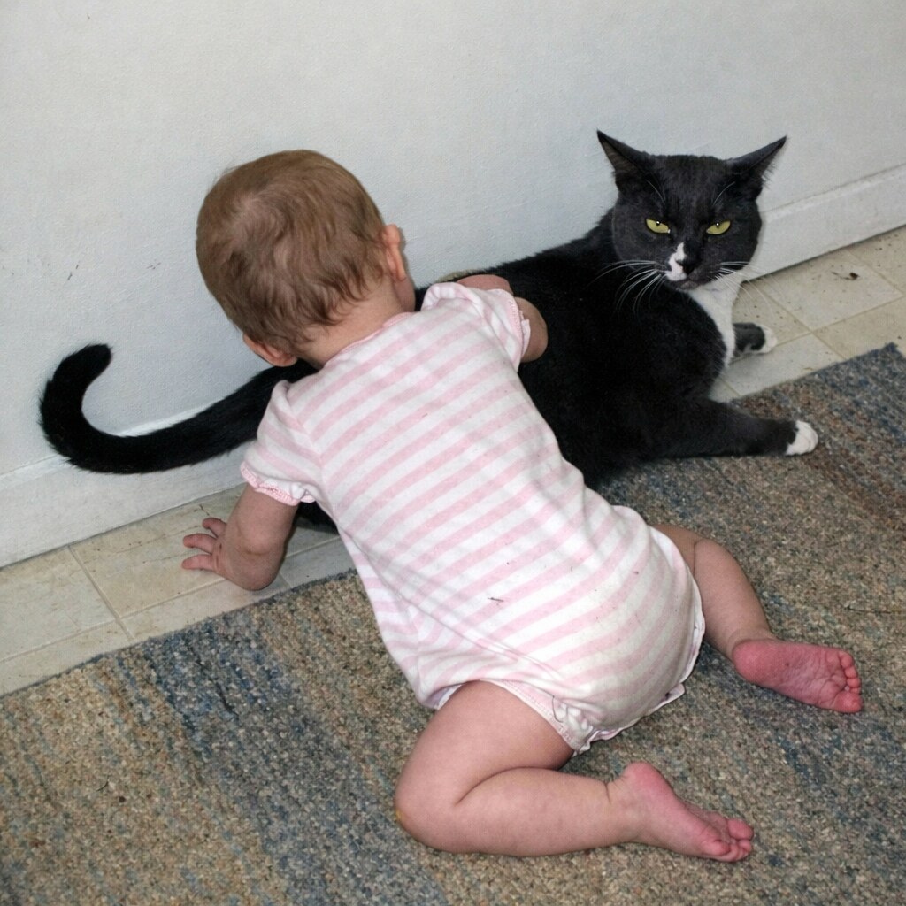 Altered image of a baby patting an annoyed cat