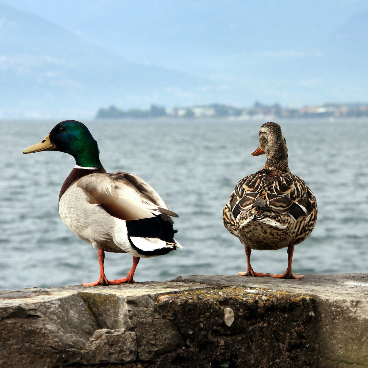 Photo of two ducks