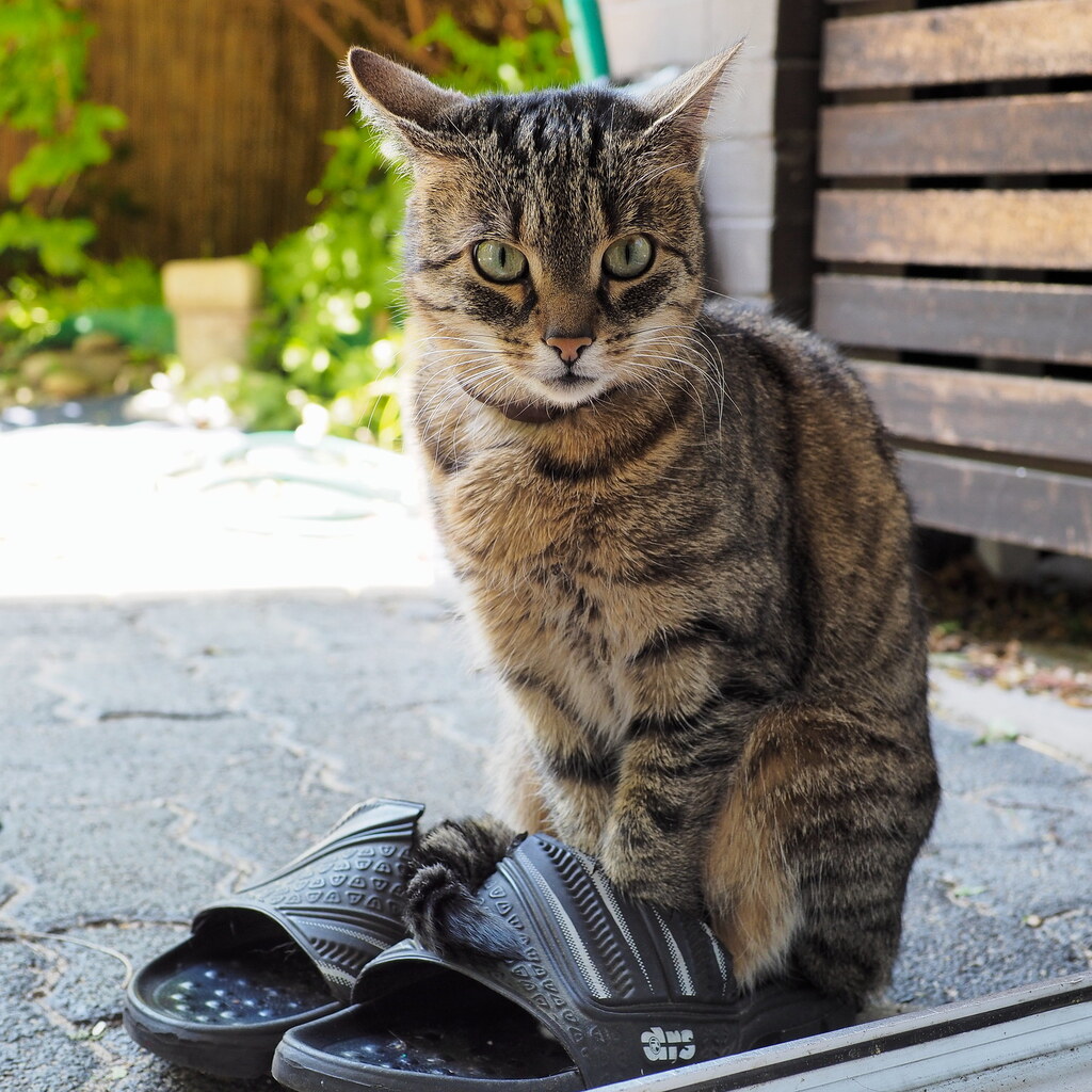 Photo of a cat in someone's shoes