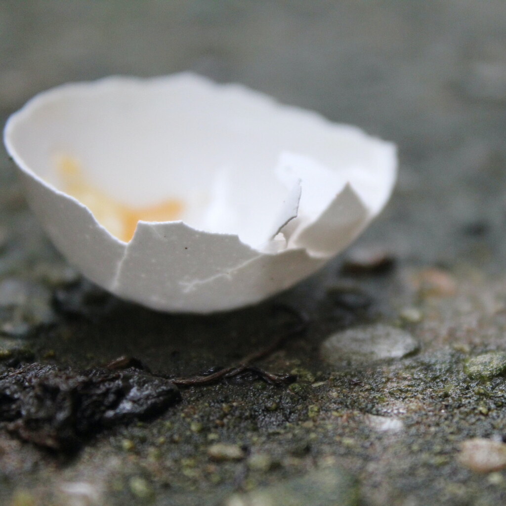 Photo of a broken egg