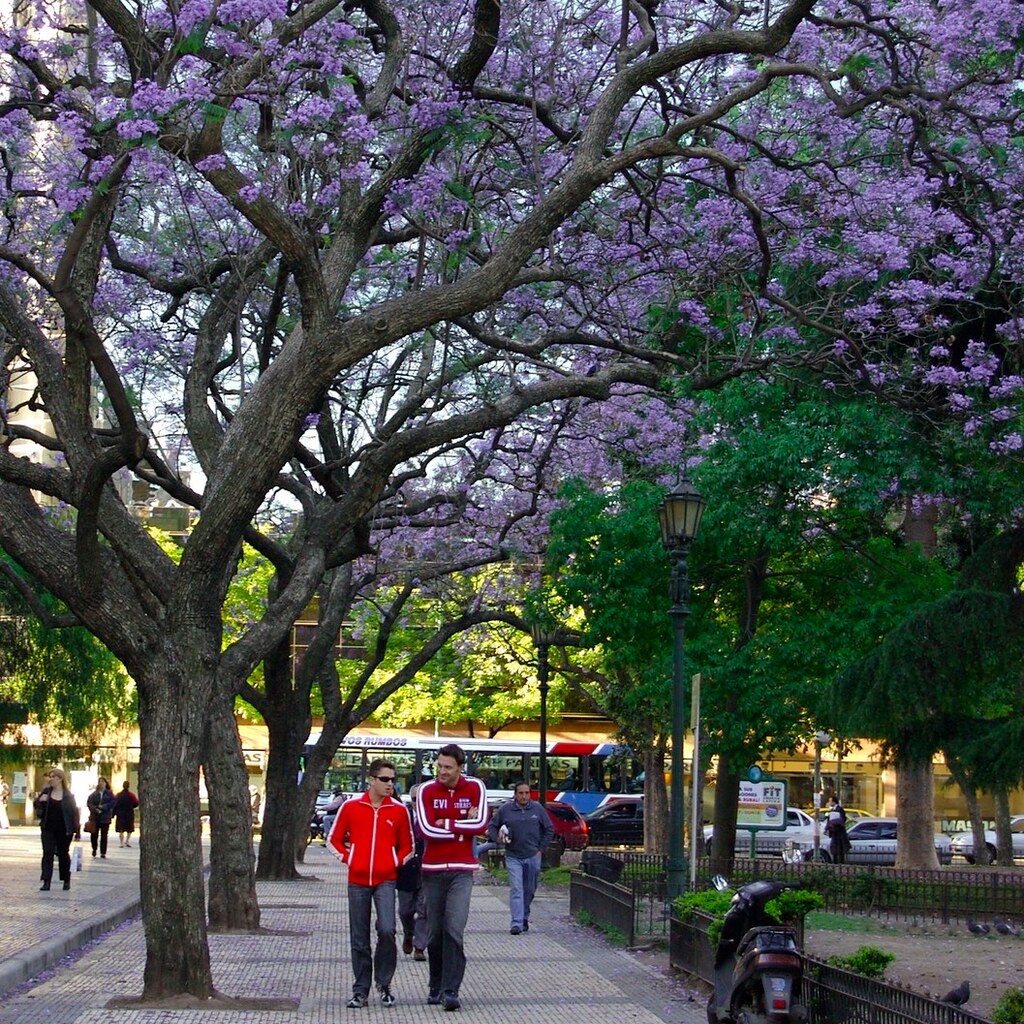 Photo of jacaranda trees