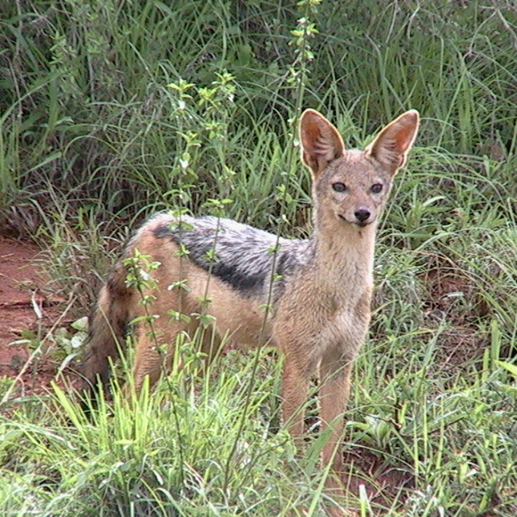 Photo of a jackal