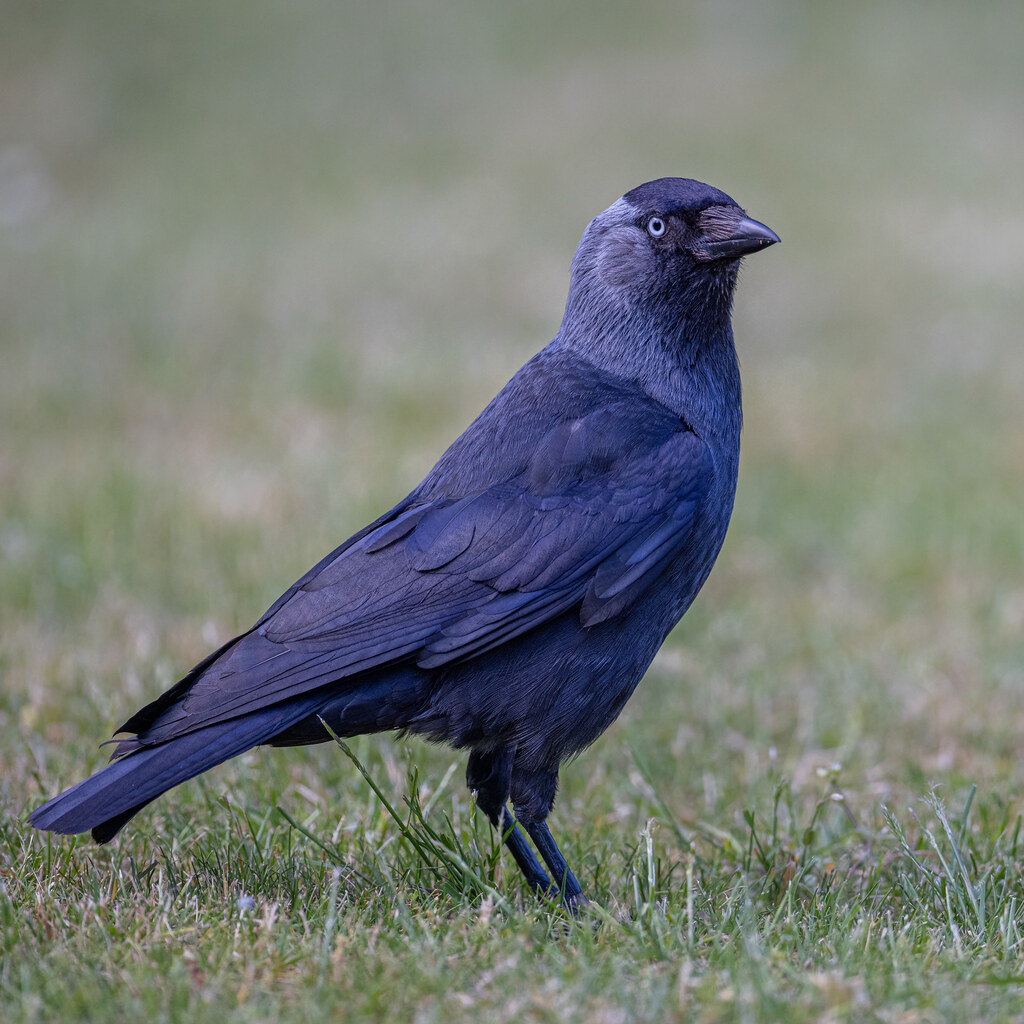 Photo of a jackdaw