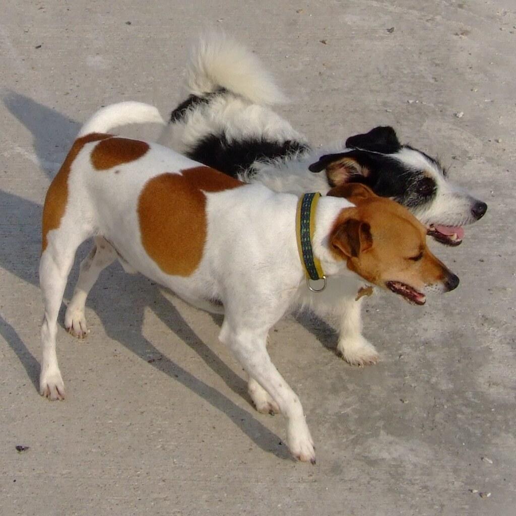 Photo of a jack russell terrier