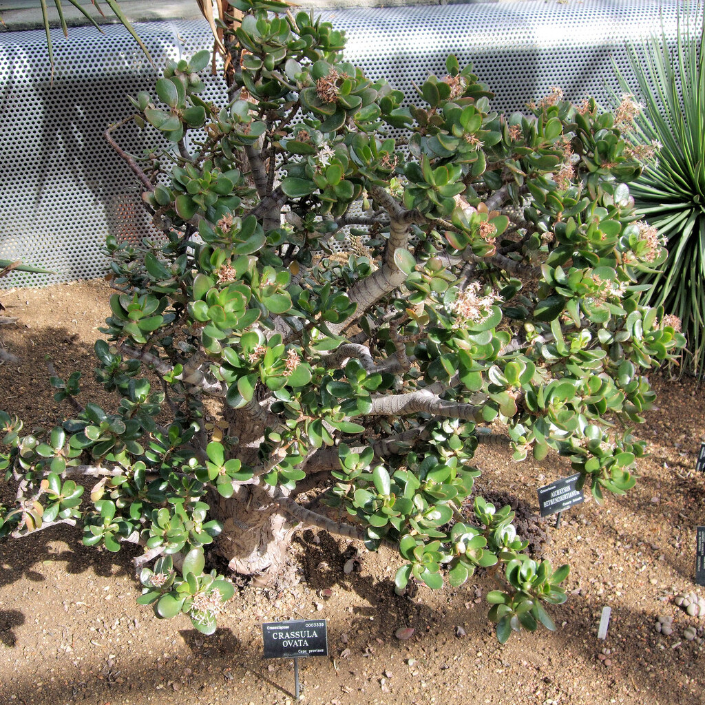 Photo of  a jade plant
