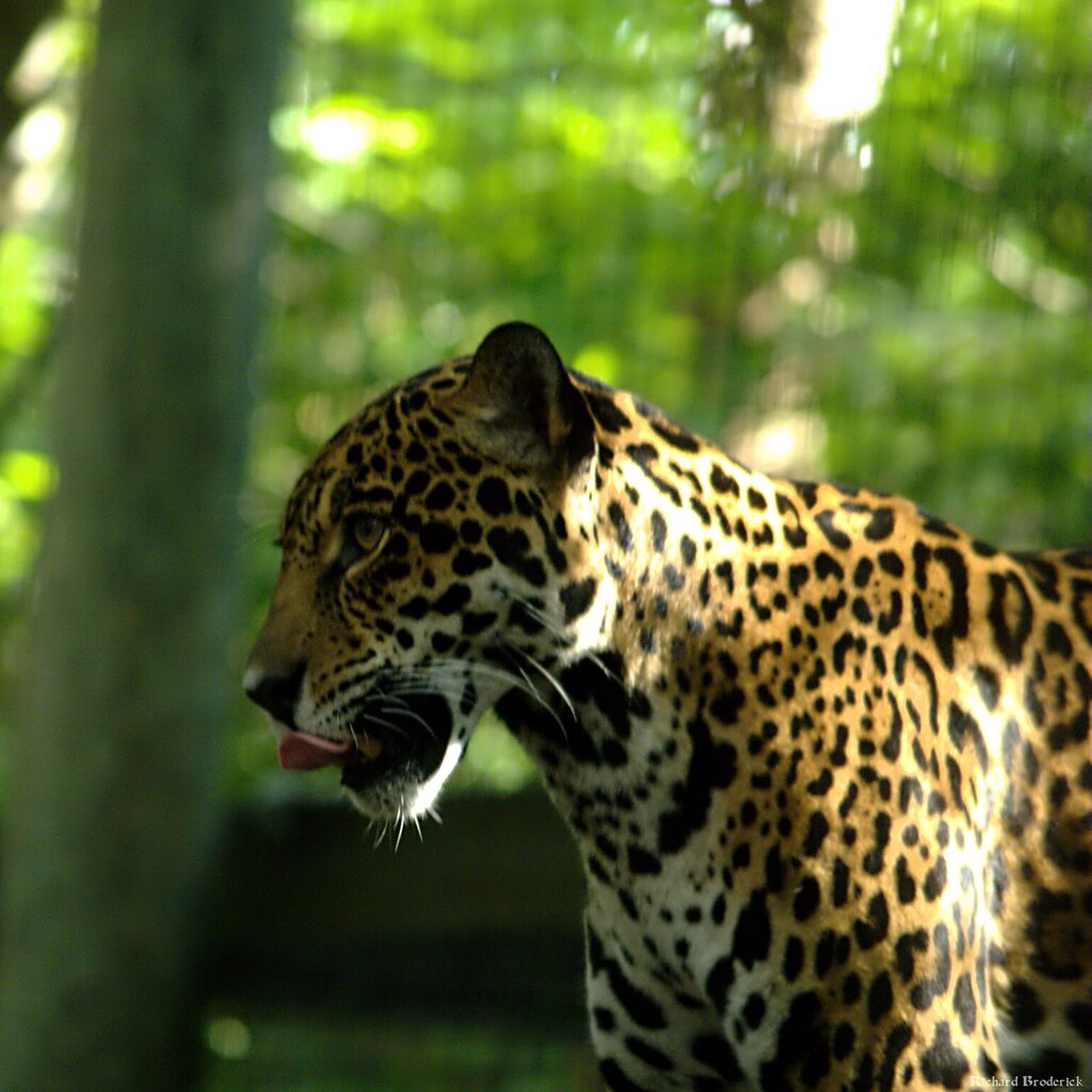 Photo of a jaguar