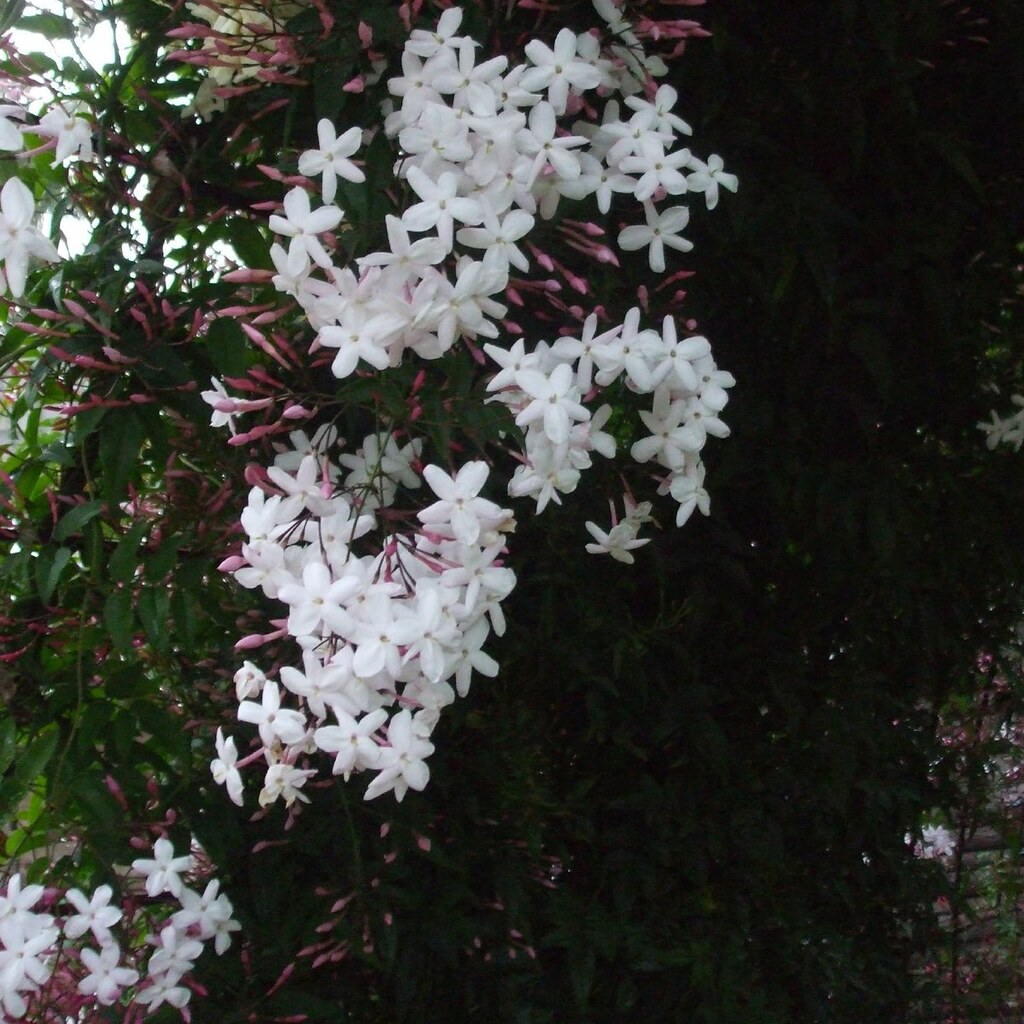 Photo of common jasmine