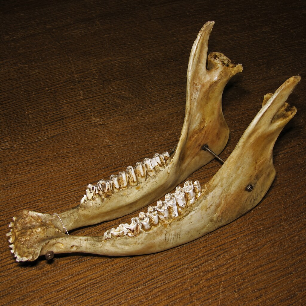 Photo of a cow's jaw bone