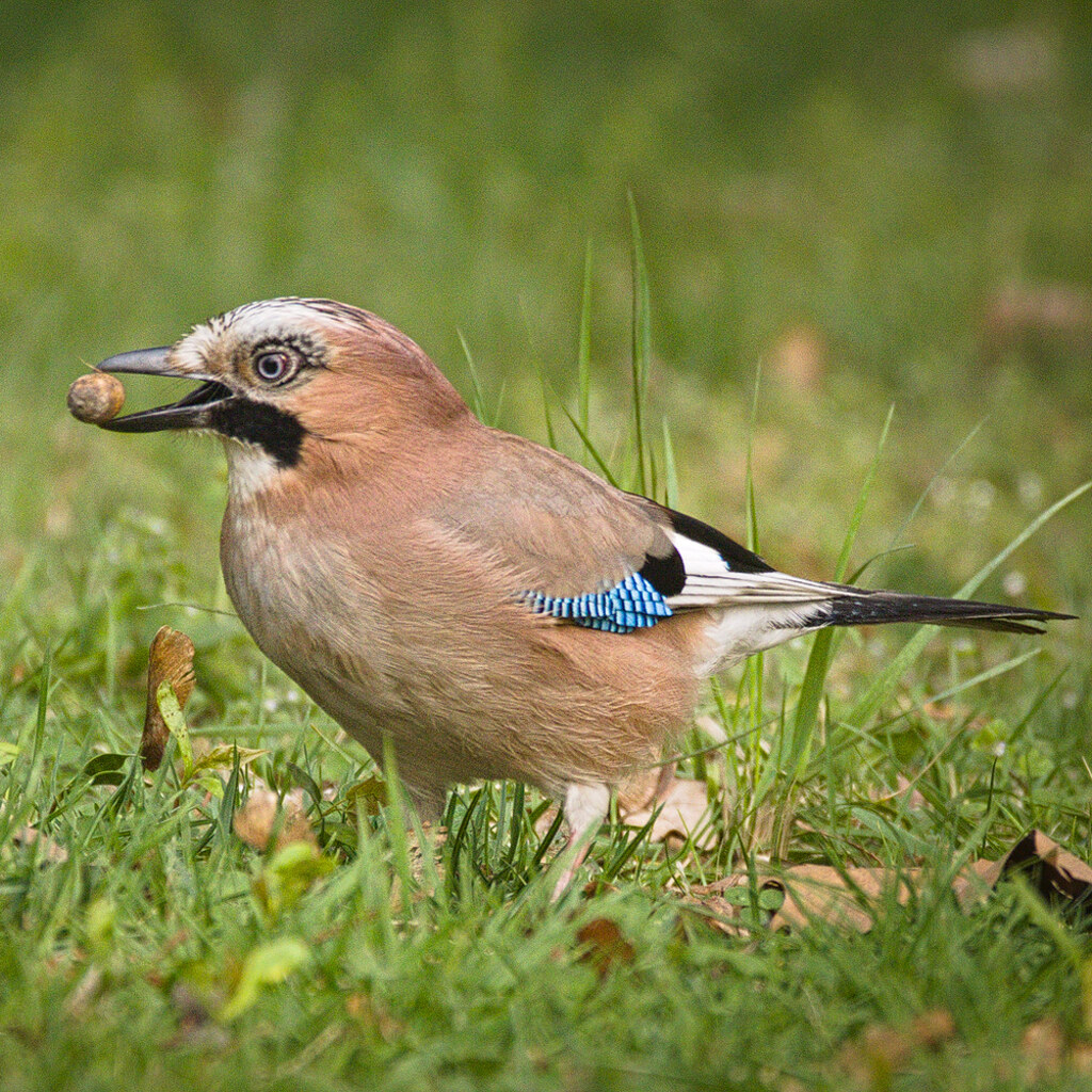Photo of a jay
