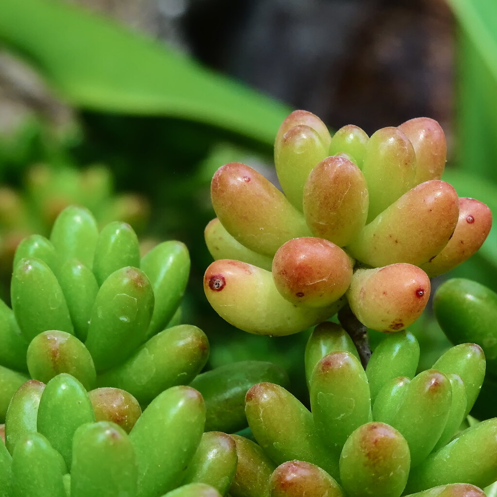Photo of a jelly bean plant