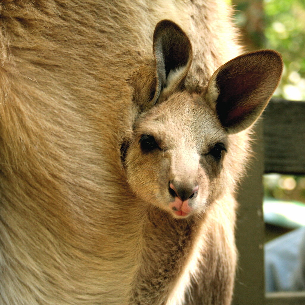 Photo of a baby kangaroo