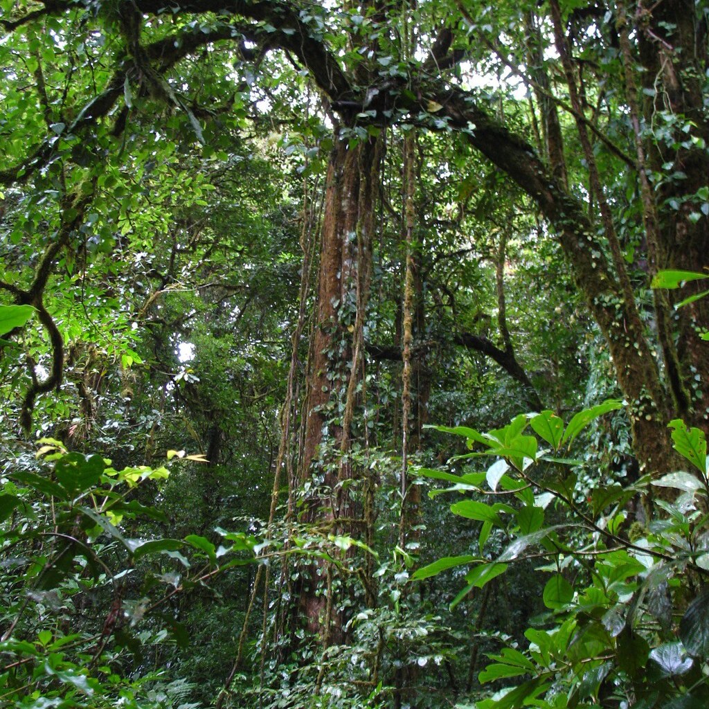 Photo of a jungle