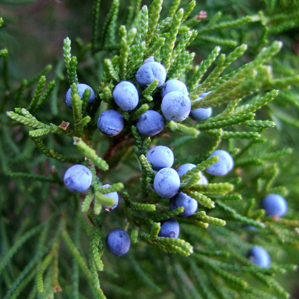 Photo of juniper berries