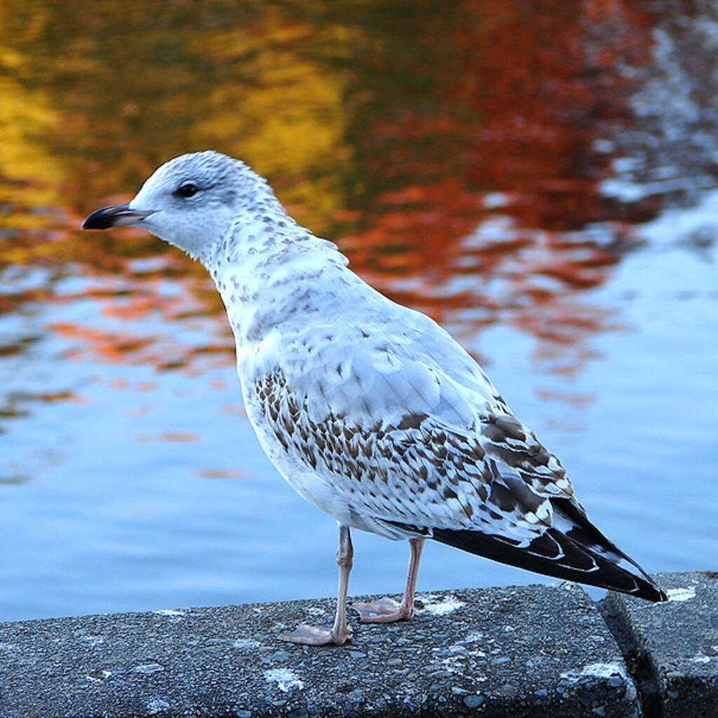 Photo of a juvenile gull