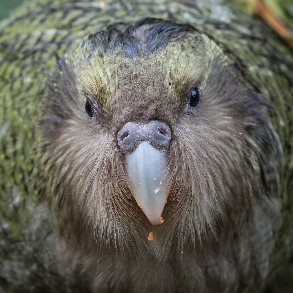 Photo of a kakapo