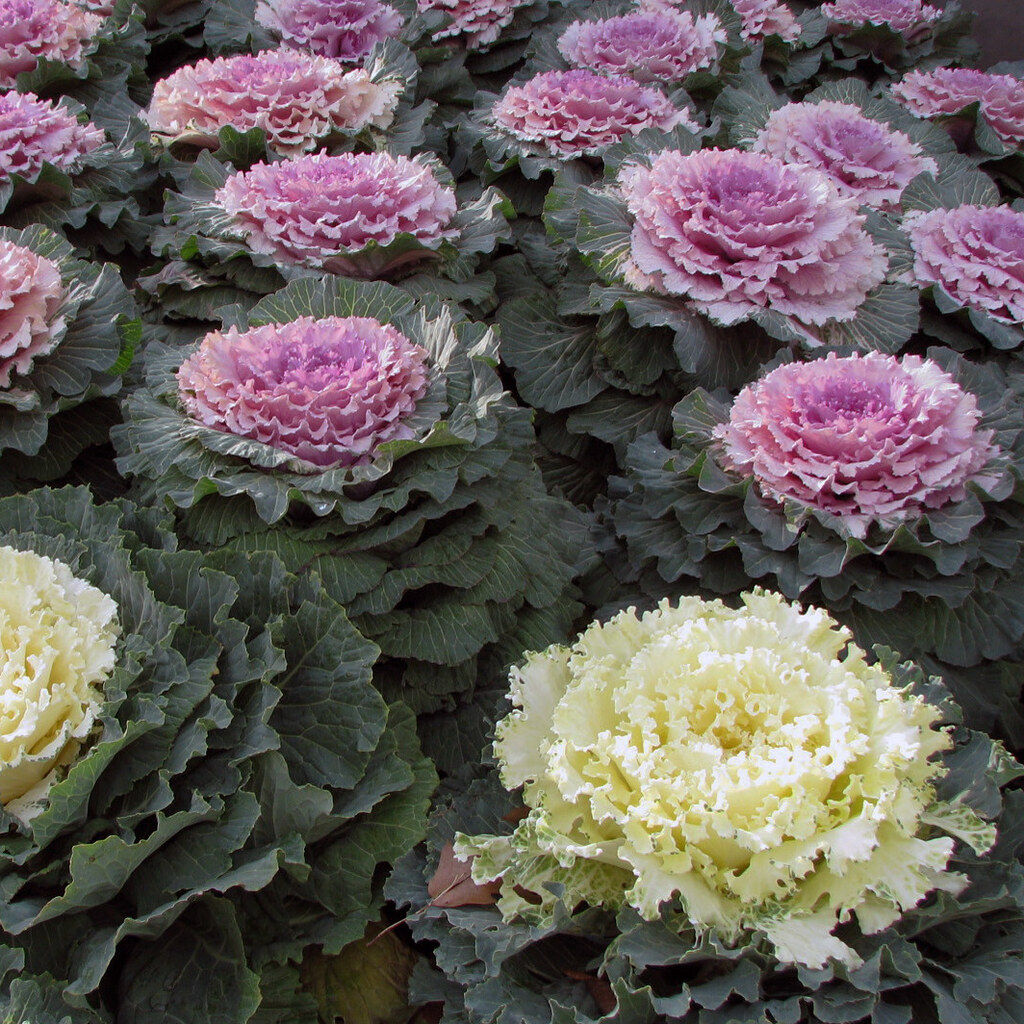 Photo of ornamental kale