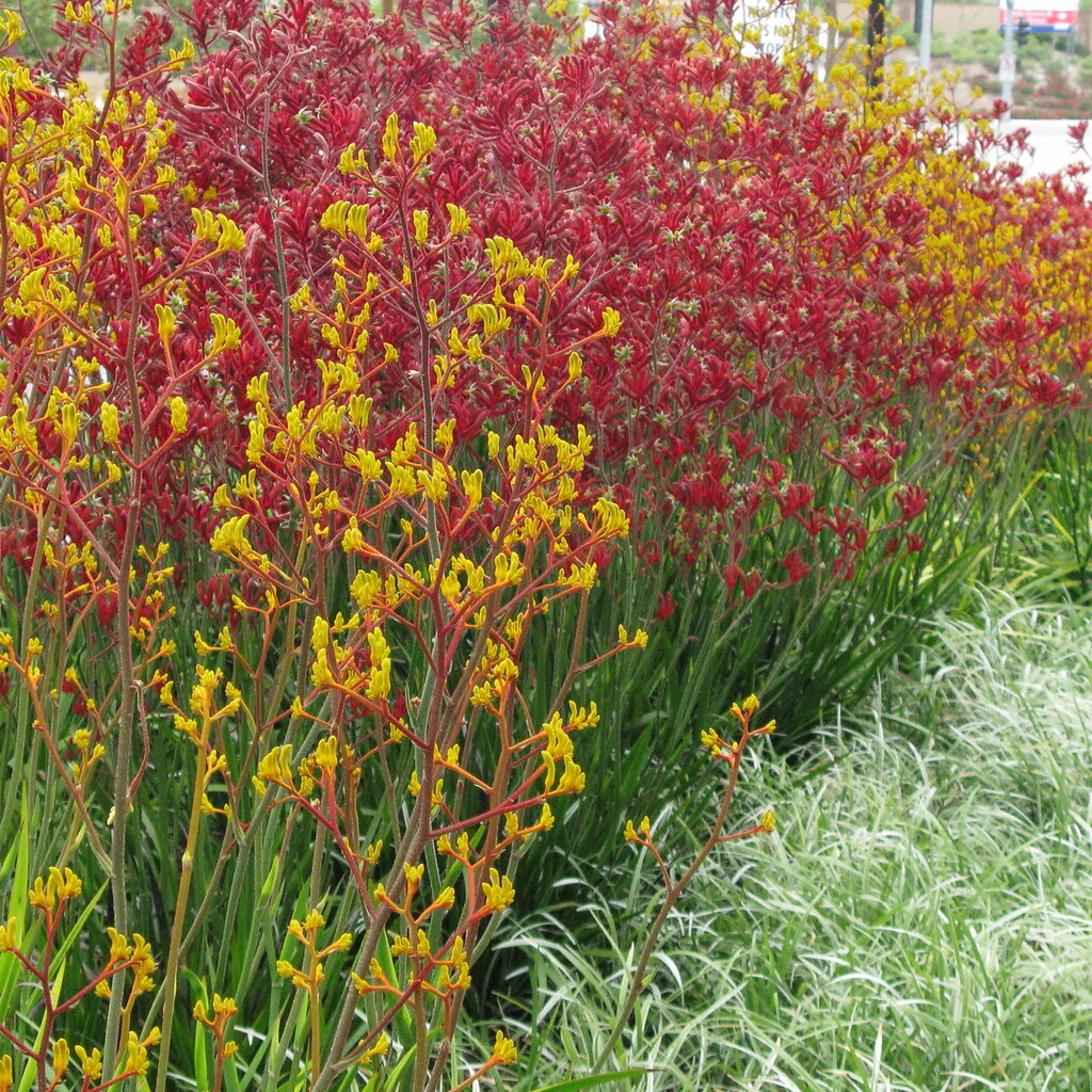 Photo of kangaroo paw plants