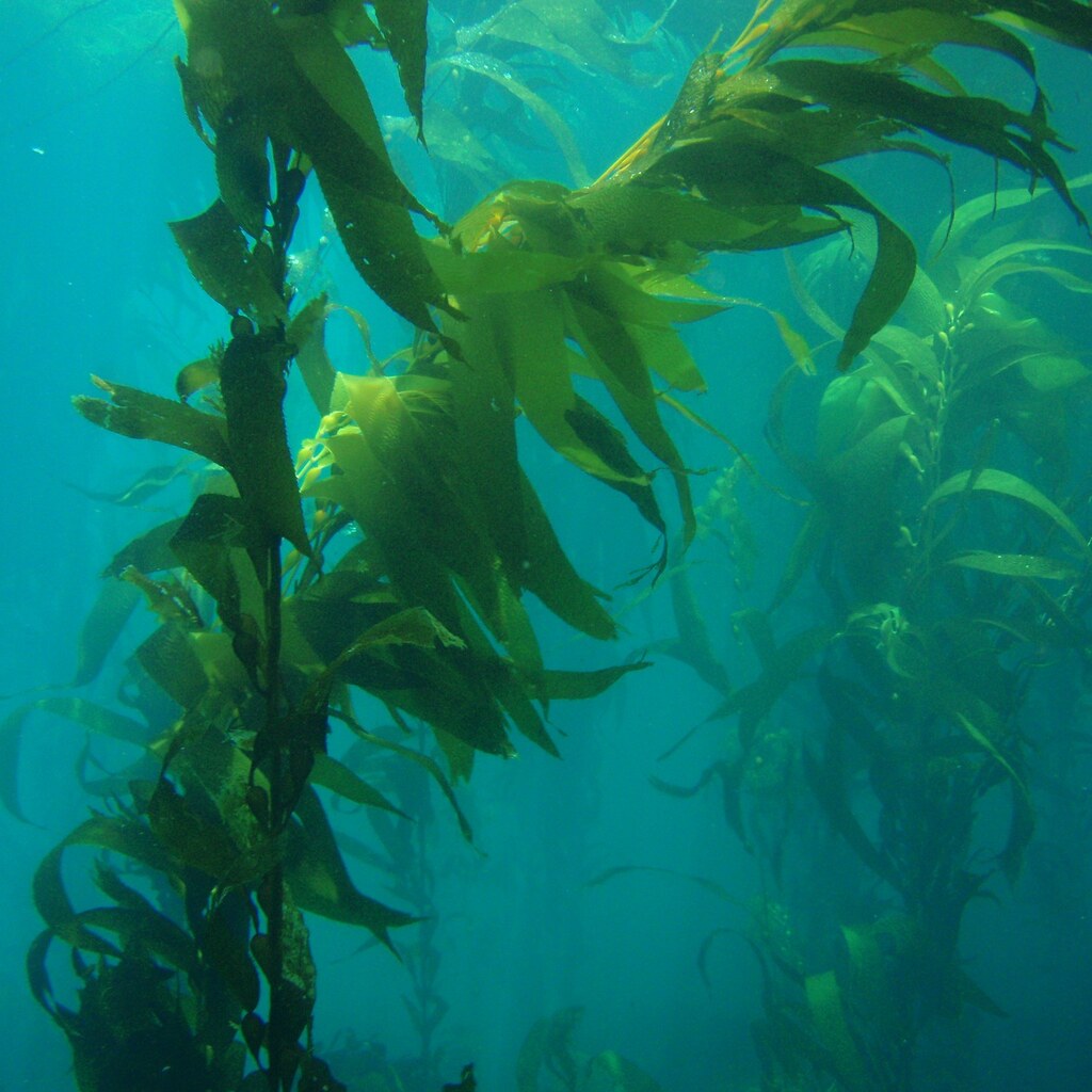 Photo of a kelp forest