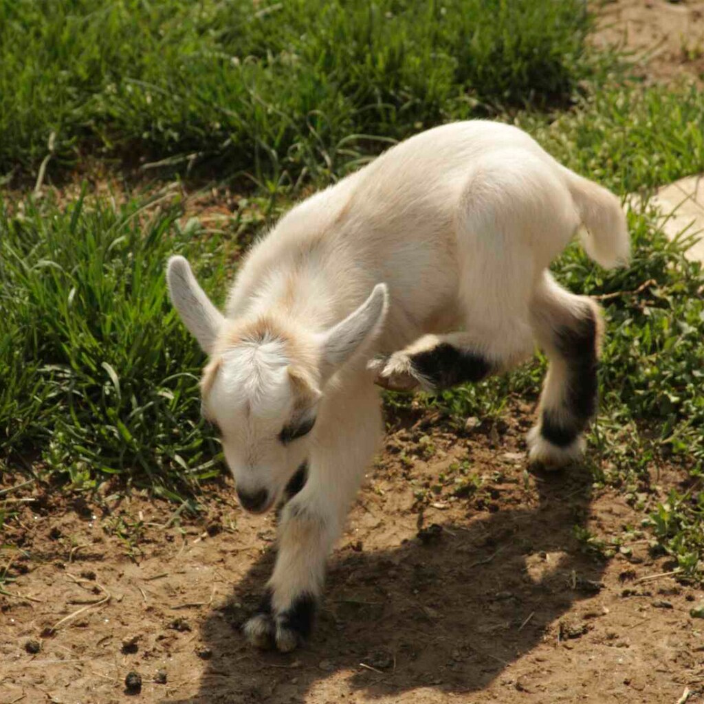 Photo of a baby goat