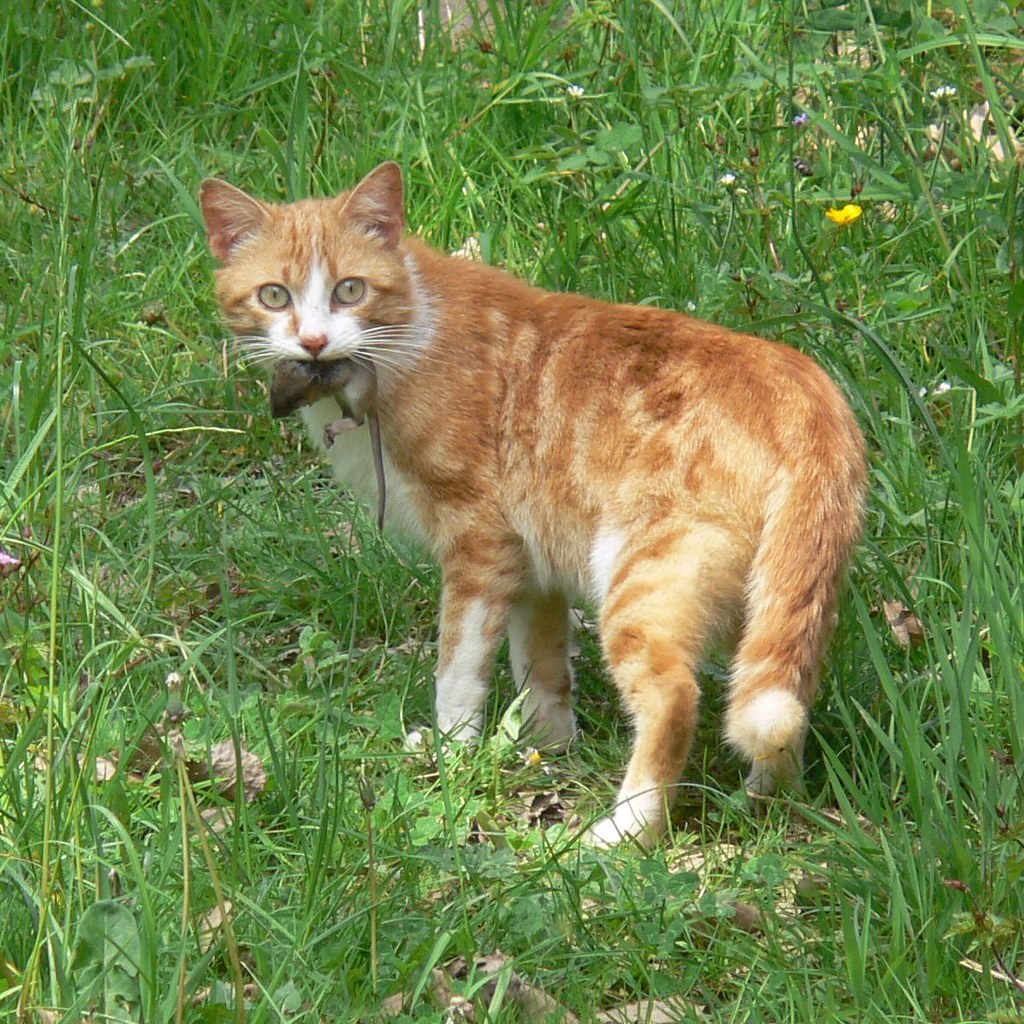 Photo of a cat with a mouse