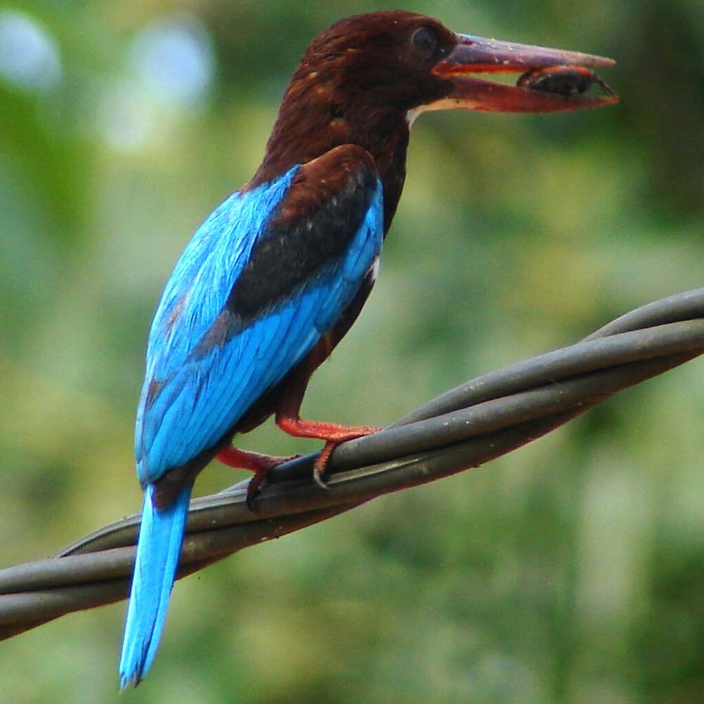 Photo of a kingfisher