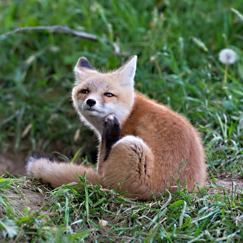 A fox kit.