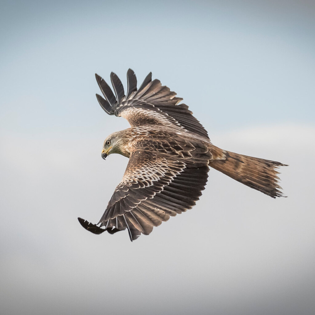Photo of a kite