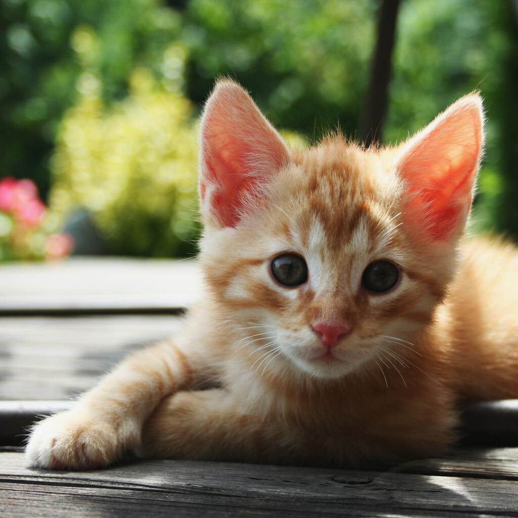 Photo of a kitten