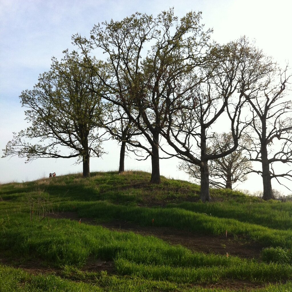 Trees atop a knoll.