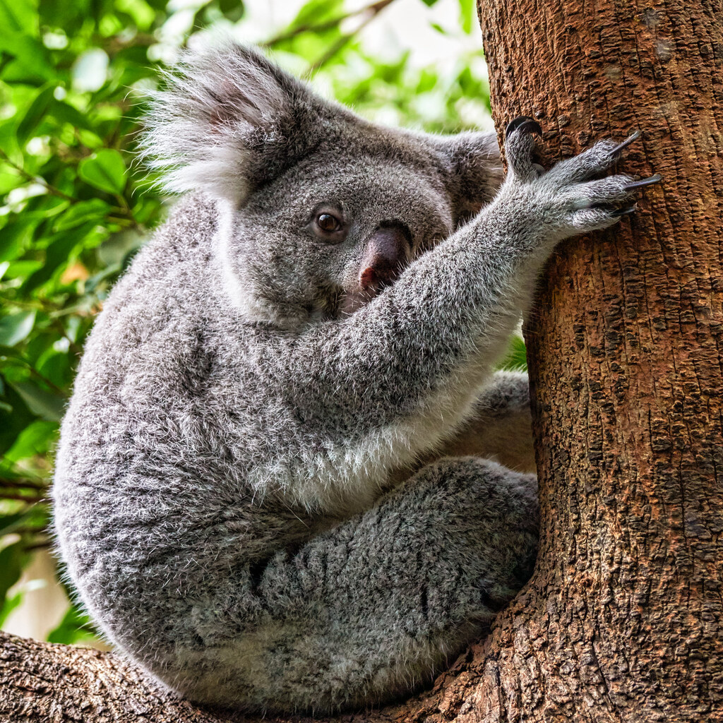 Photo of a koala