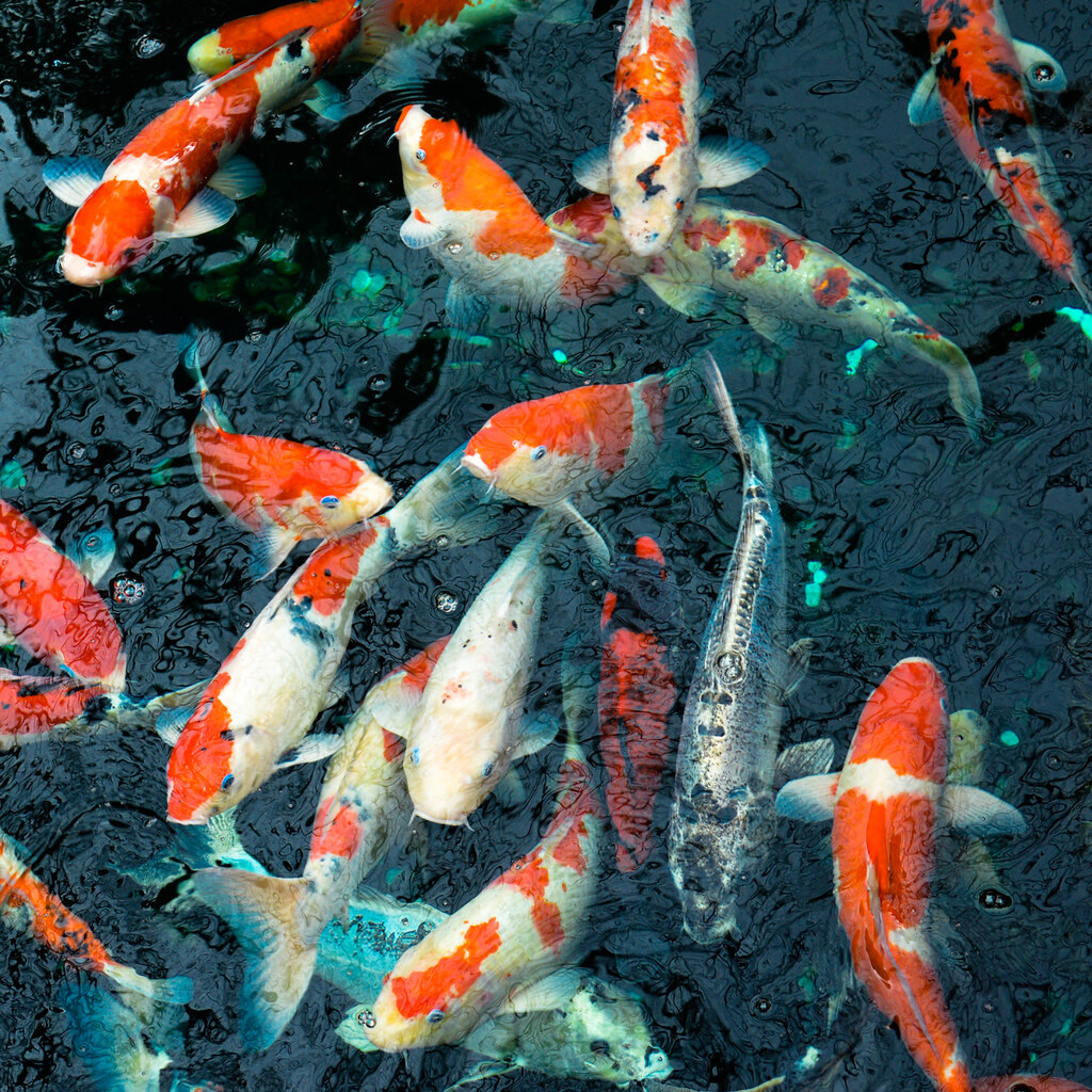 Photo of koi