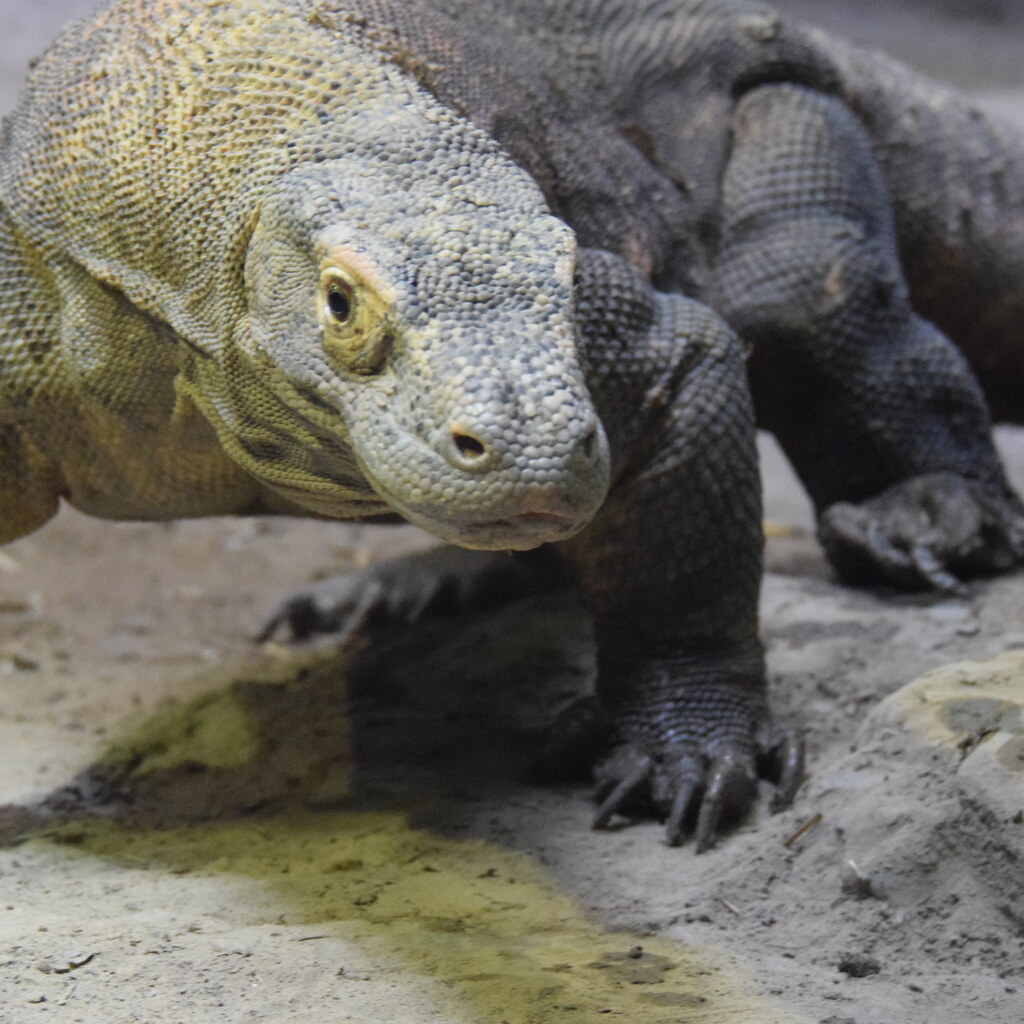 Photo of a komodo dragon