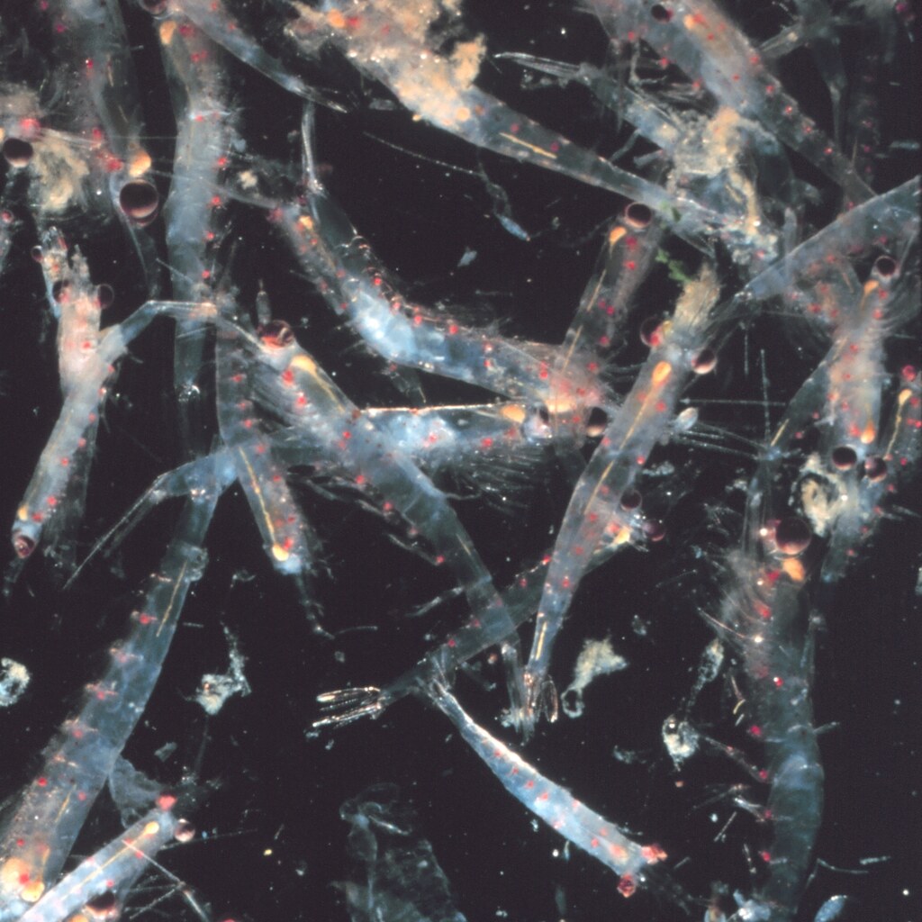 Photo of krill