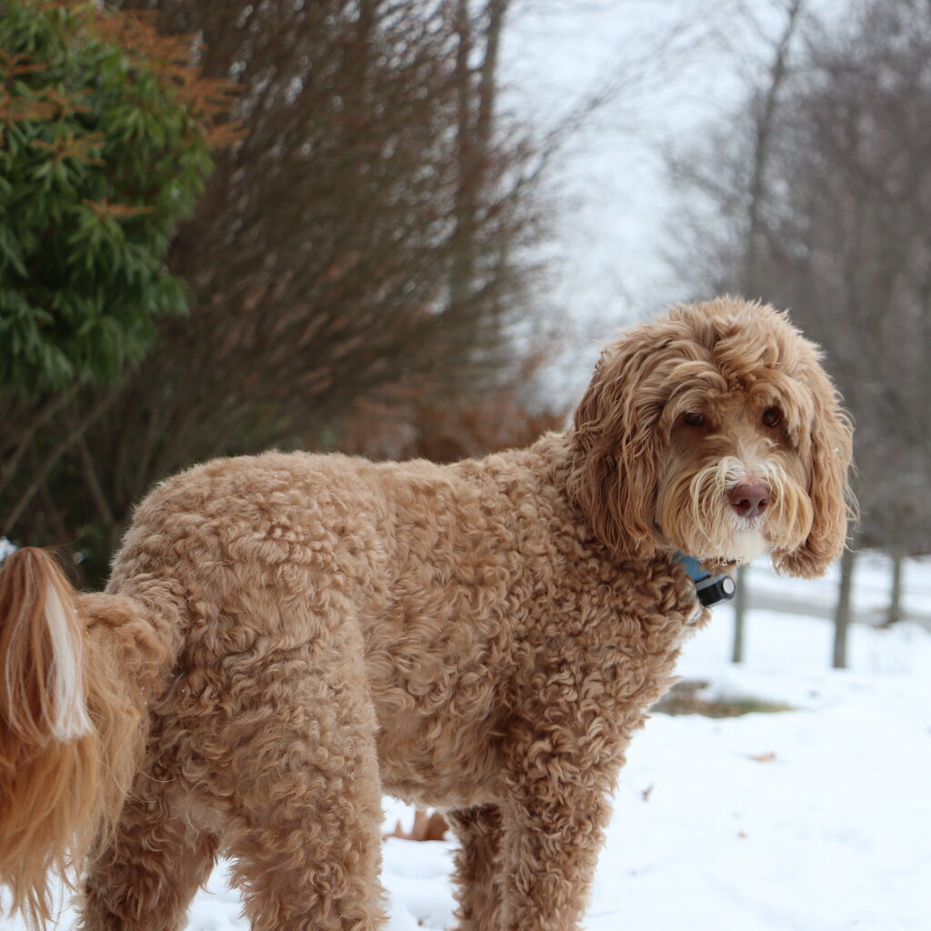 Photo of a labradoodle