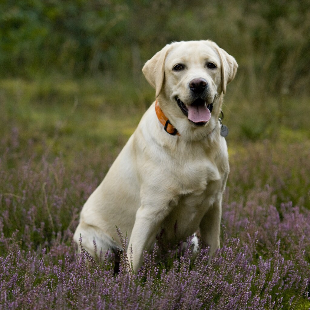 Photo of a labrador