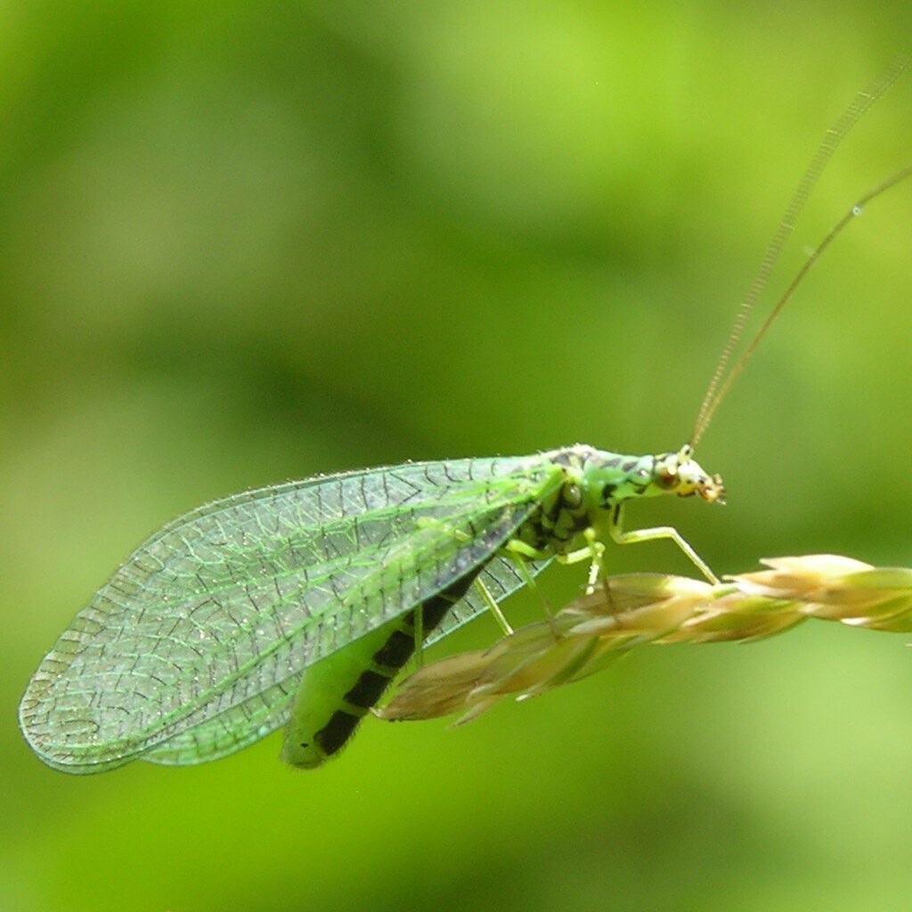 Photo of a lacewing