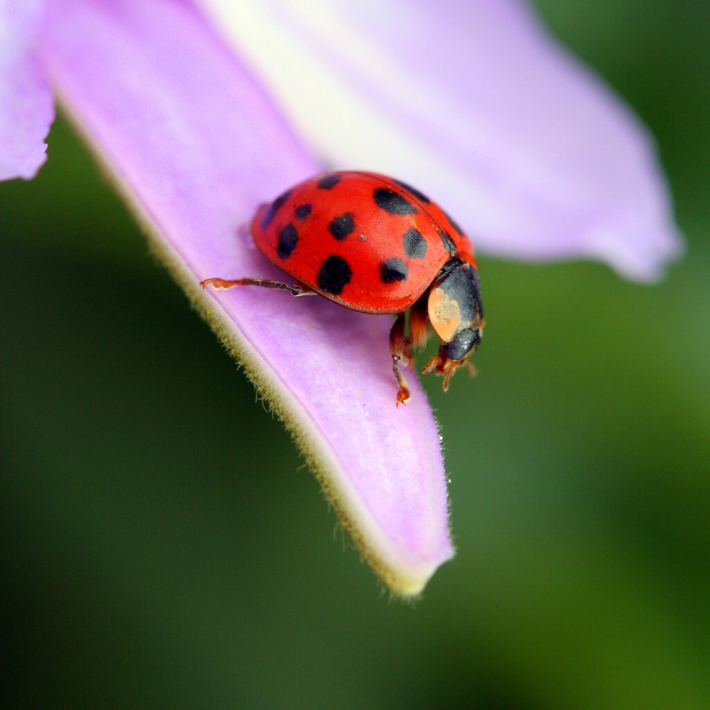 Photo of a red ladybug