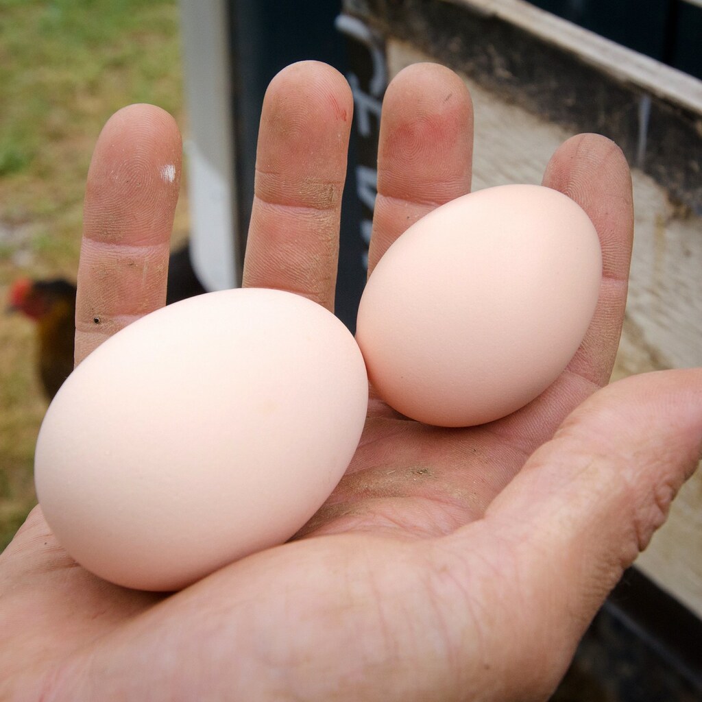 Photo of freshly laid eggs