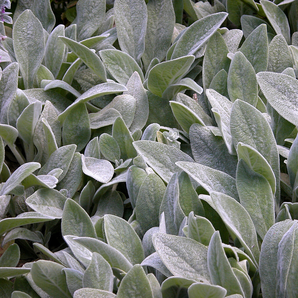 Photo of lamb's ears