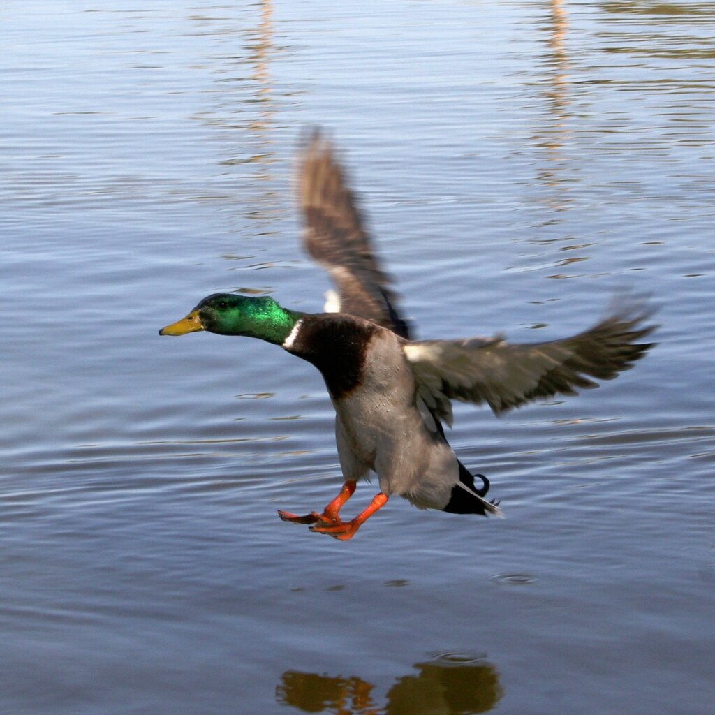 Photo of a duck landing